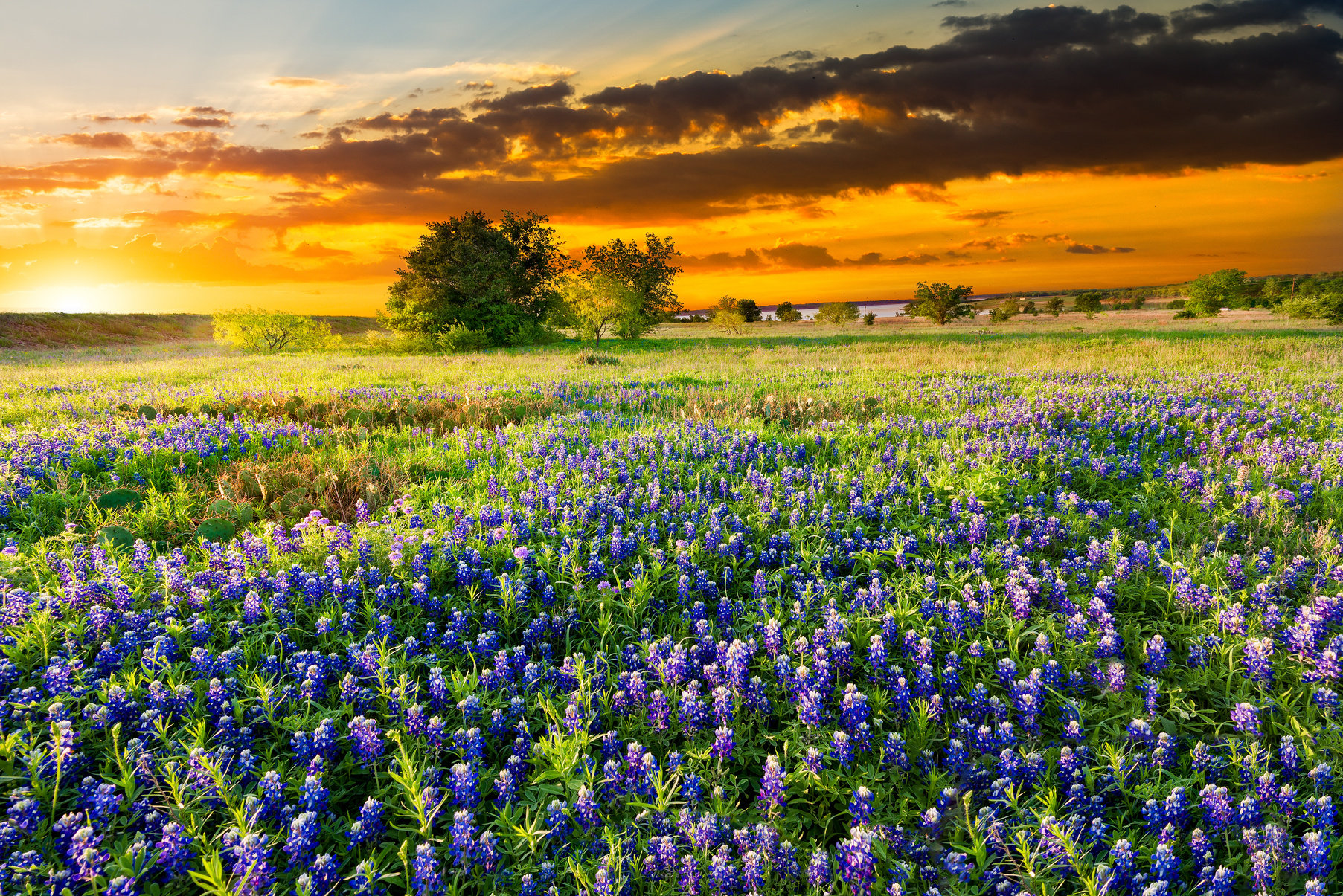 Texas Wildflowers